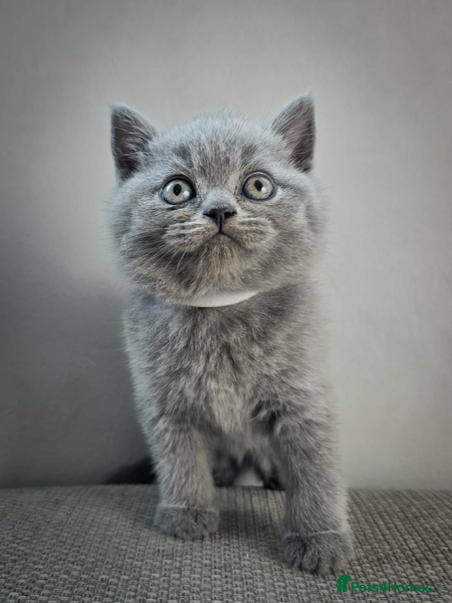 British Shorthair cats Beautiful British Blue kittens  - Advert 2
