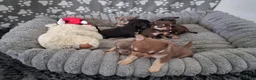 Pomchi dogs for sale:  10 Pomchi pups, various colours - Advert 6