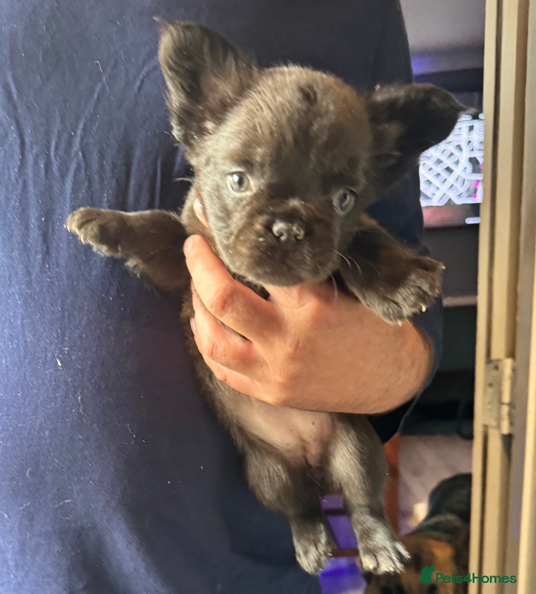 French Bulldog dogs for sale: Three beautiful French bulldogs  - Image 12