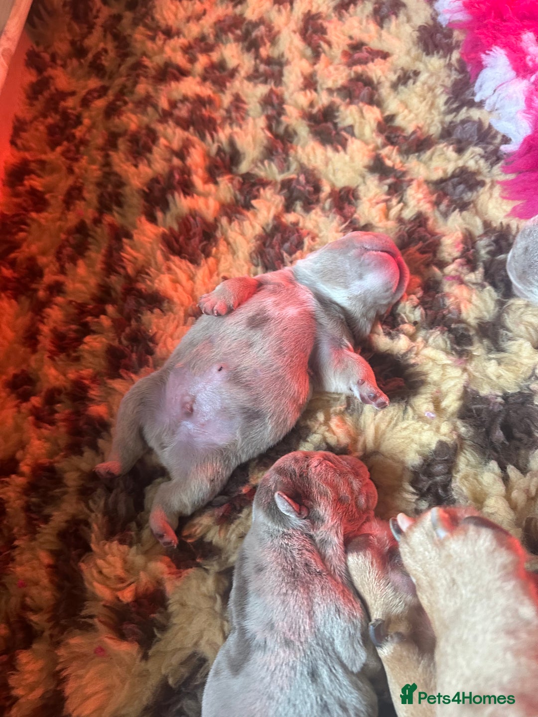 English Bulldog dogs for sale: English bulldog puppies - Image 19