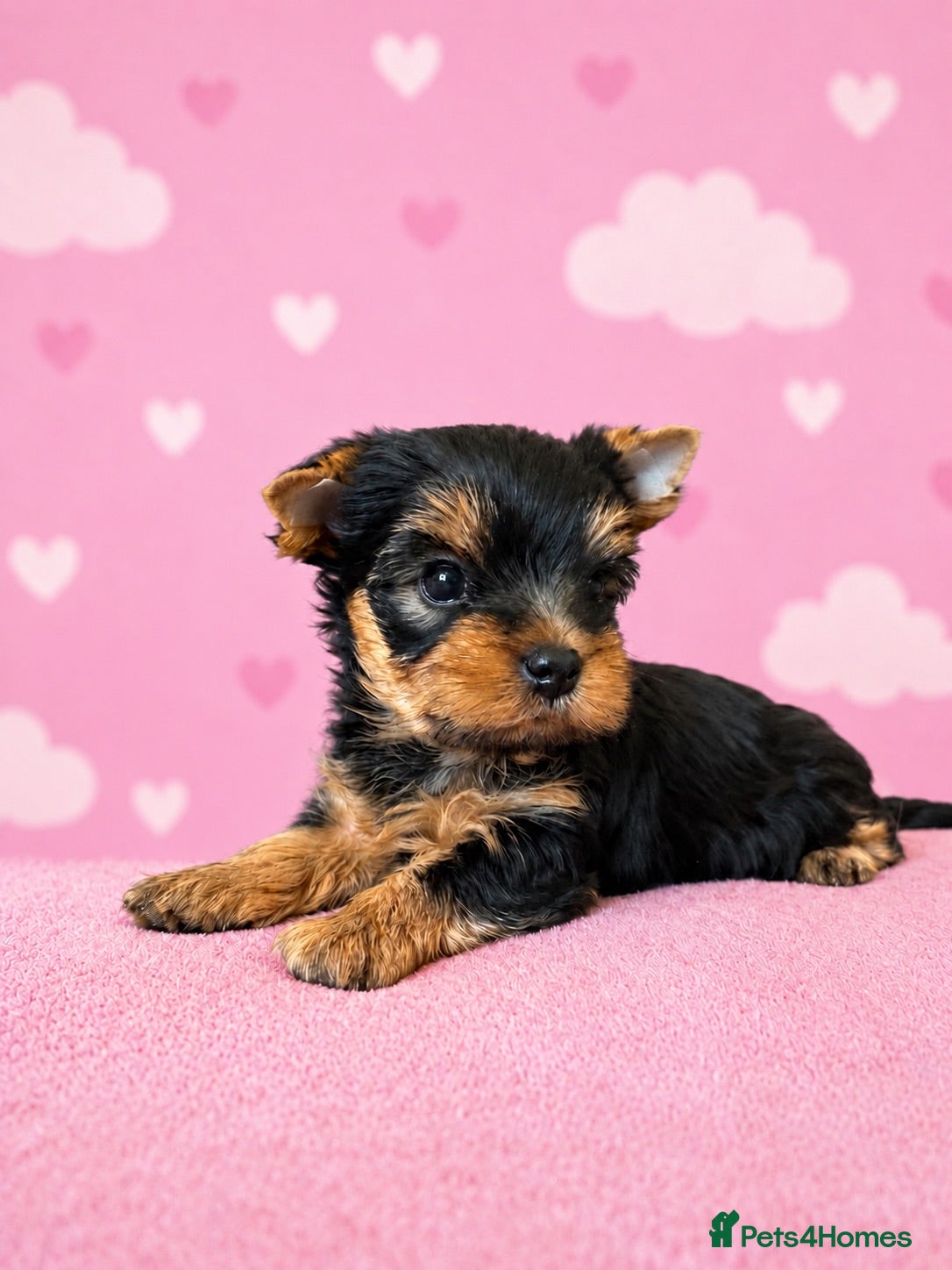 Yorkshire Terrier dogs ✨🐾 Outstanding Show Quality KC Yorkie Puppies 🐾✨ - Advert 1