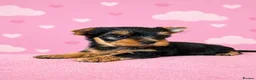 Yorkshire Terrier dogs for sale: ✨🐾 Outstanding Show Quality KC Yorkie Puppies 🐾✨ - Advert 6
