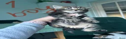 Norwegian Forest Cat cats for sale:     Four Adorable Kittens - Advert 5