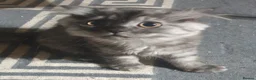 Mixed Breed cats for sale: Boy and girl - Advert 4