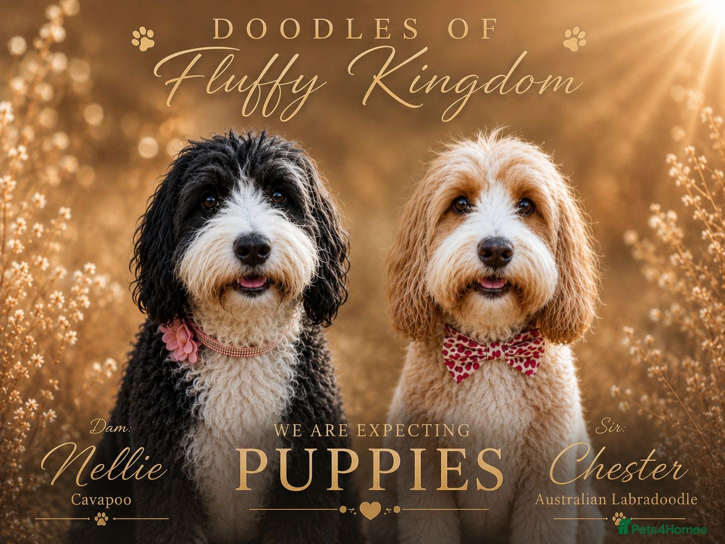 Australian Labradoodle dogs 🌟Stunning Puppies 🐾 Due in 2 weeks🌟 - Advert 3