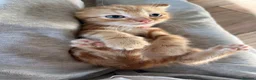 Mixed Breed cats for sale: Mixed breed kittens - family home - Advert 4