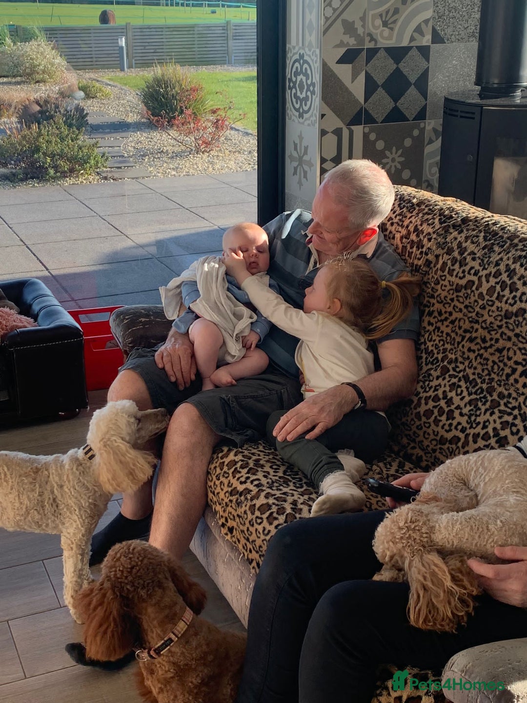 Miniature Poodle dogs for sale: Bred for temperament , health and quality. - Image 13