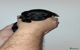 Mixed Breed dogs for sale: 3 beautiful boy yorkipoos   - Image 11