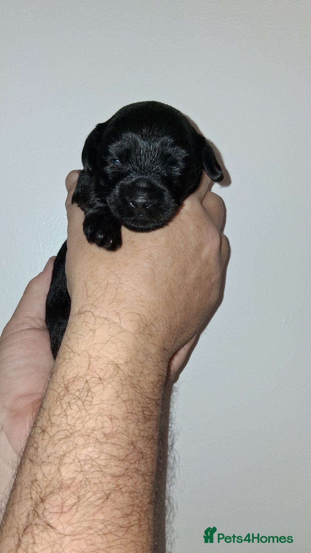 Mixed Breed dogs for sale: 3 beautiful boy yorkipoos   - Image 11