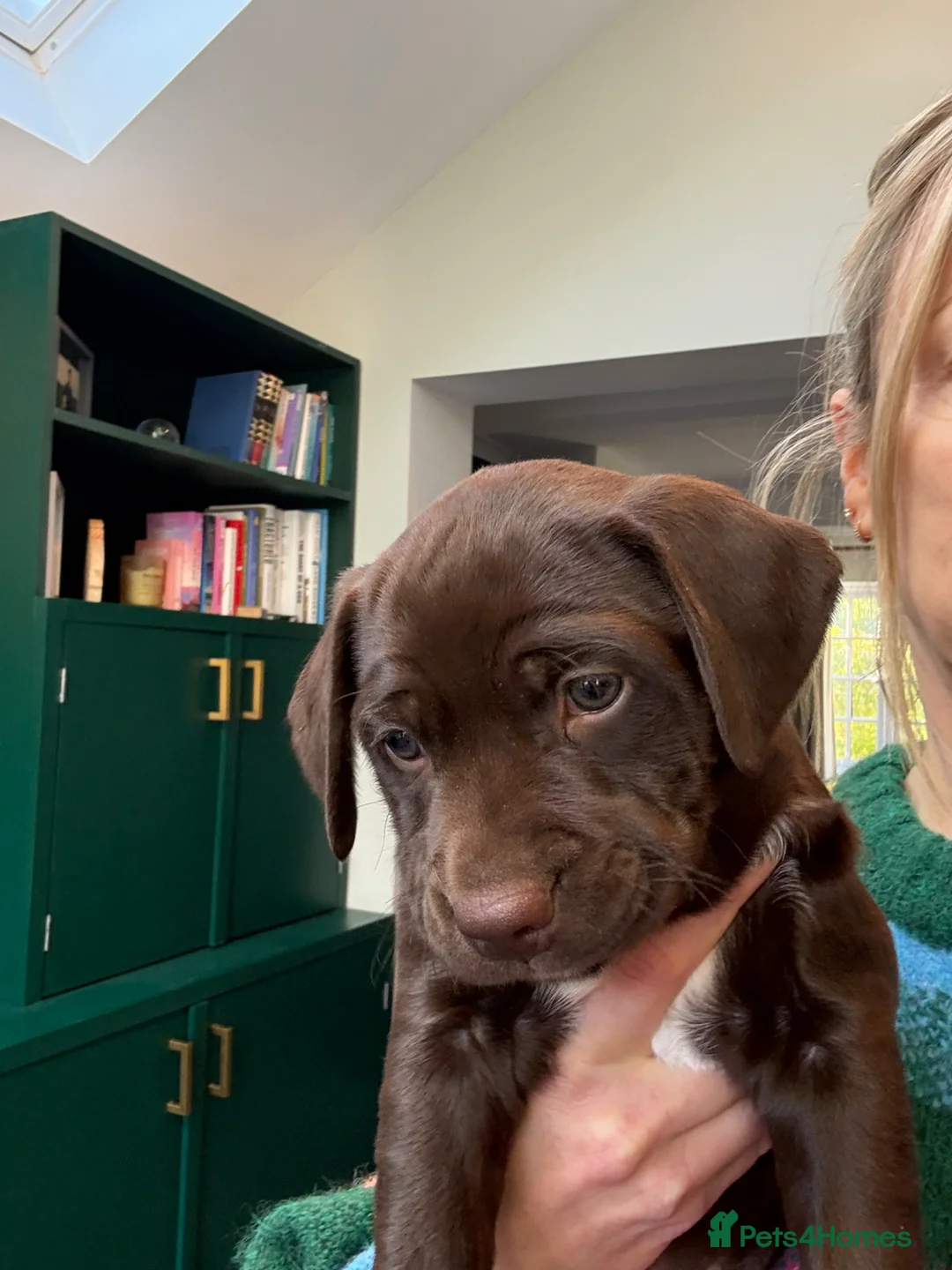 Mixed Breed dogs for sale: Gorgeous Springerdale  in Marlborough - Advert 2