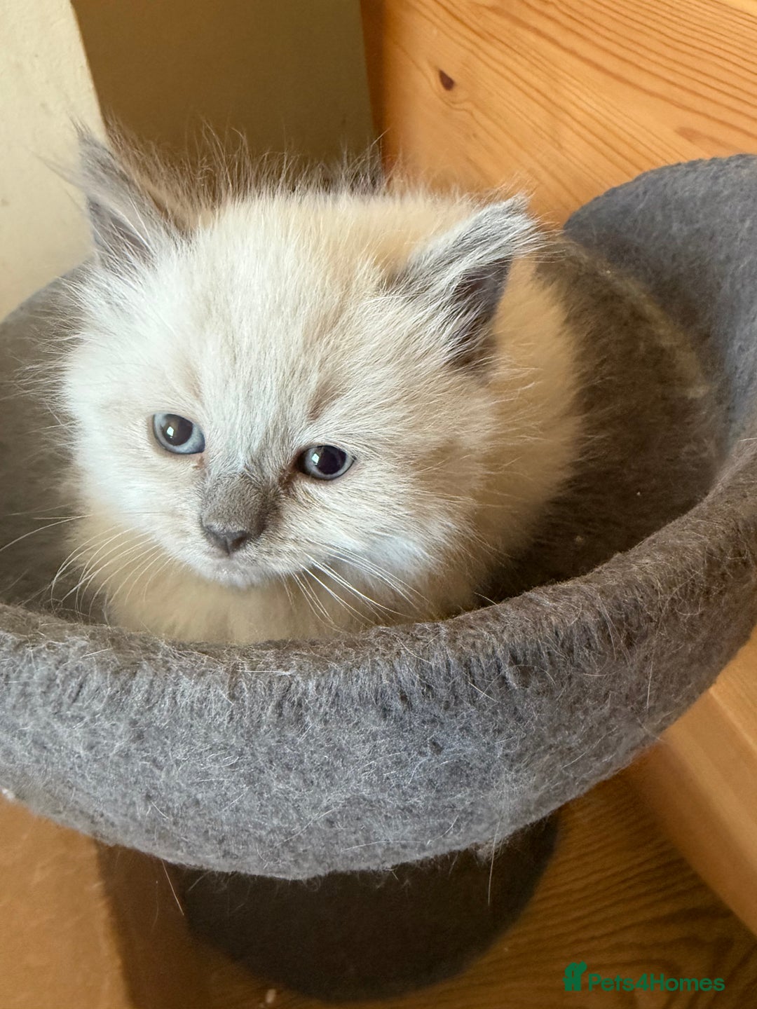 Ragdoll cats for sale: ADORABLE RAGDOLL KITTENS - READY NOW - Image 4