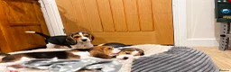 Beagle dogs for sale: KC registered and DNA health tested - Advert 5