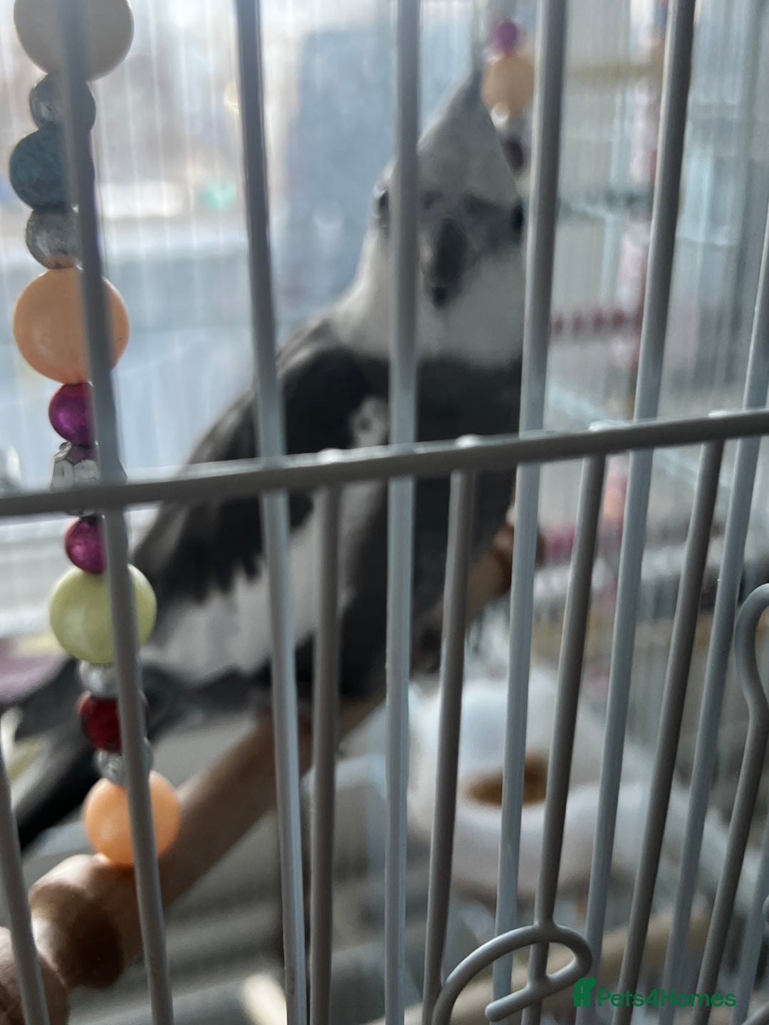 Cockatiels birds for sale: Cockatiel White Face Grey Male - Advert 6