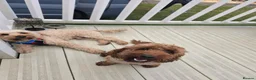 Cockapoo dogs for sale: Red cockapoo puppies - Advert 14