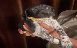 German Shorthaired Pointer dogs for sale: Stunning Litter of GSP puppies - Image 8