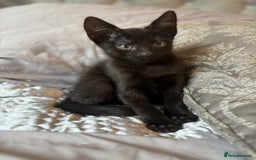 Mixed Breed cats for sale: One female kitten  - Image 5