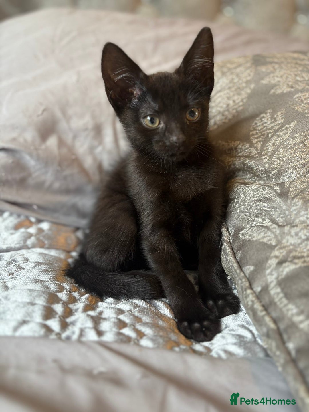Mixed Breed cats for sale: One female kitten  - Image 5