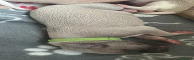 Whippet 1