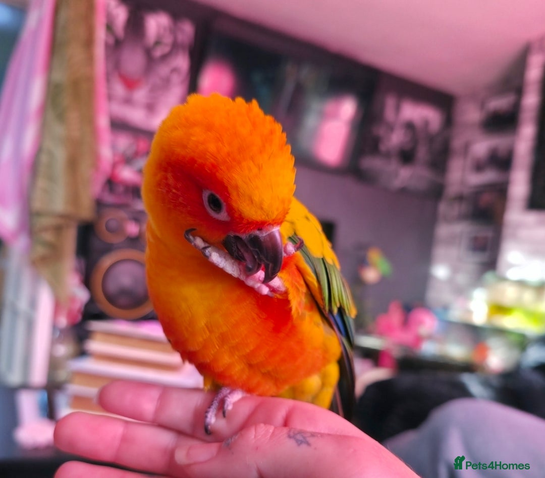 Conures birds for sale: SUPER TAME female sun conure beautiful  - Advert 4