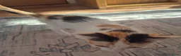 Mixed Breed cats for sale: 2 kittens Ready To Leave - Advert 14