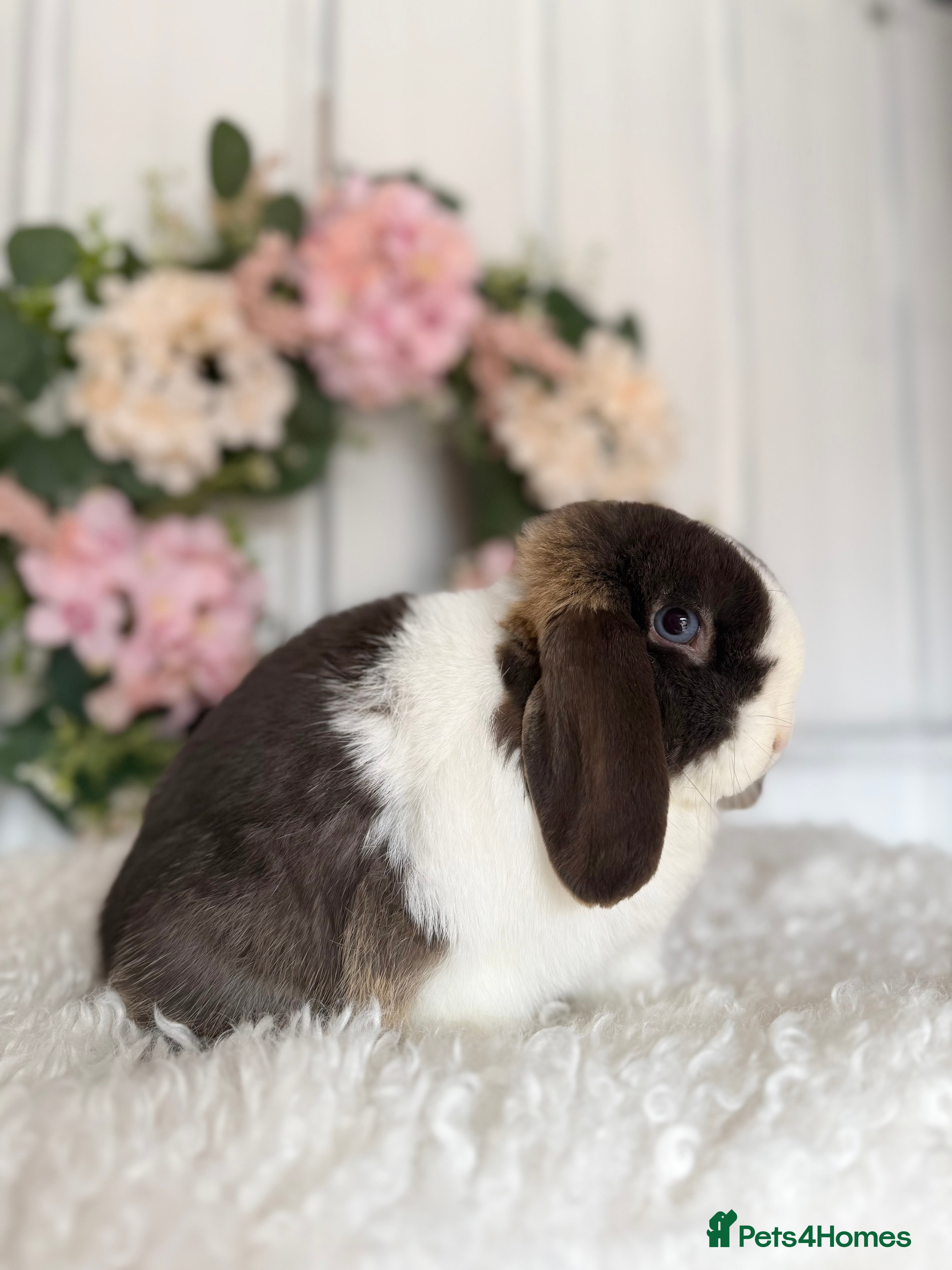 Mini Lop rabbits Mini Lop Doe Chocolate Otter Split Blue Eyed - Advert 12