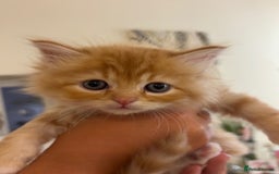 Persian cats for sale: Persian Cross Kittens - GCCF Registered parents - Image 11