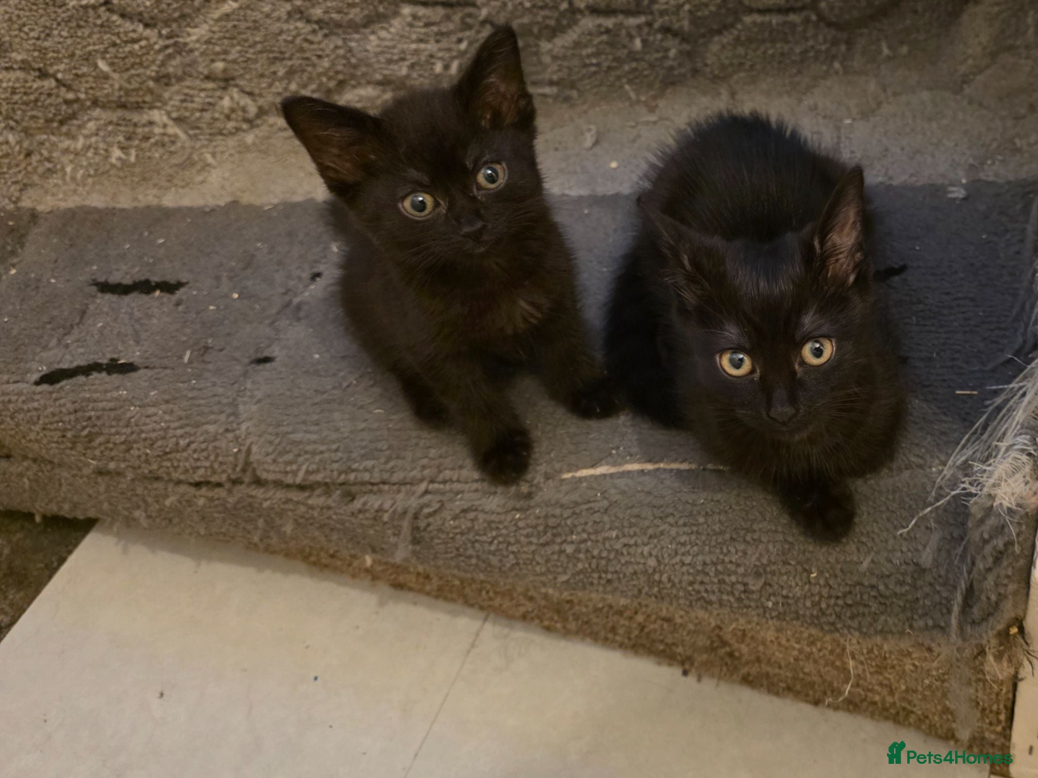 Mixed Breed cats Kittens looking for happy families  - Advert 2