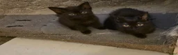 Mixed Breed cats for sale: Kittens looking for happy families  - Advert 2