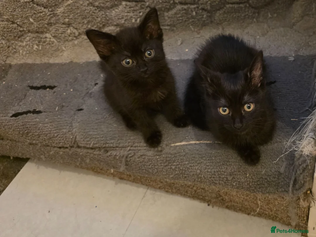 Mixed Breed cats for sale: Kittens looking for happy families  - Advert 2