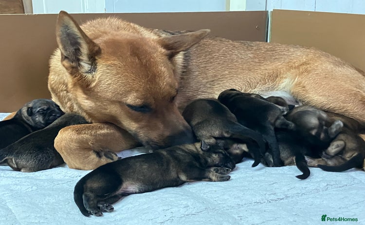 German Shepherd dogs - Advert 10