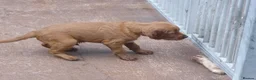 Irish Setter dogs for sale: Irish Red Setter Male Pup For Sale in Omagh - Advert 3
