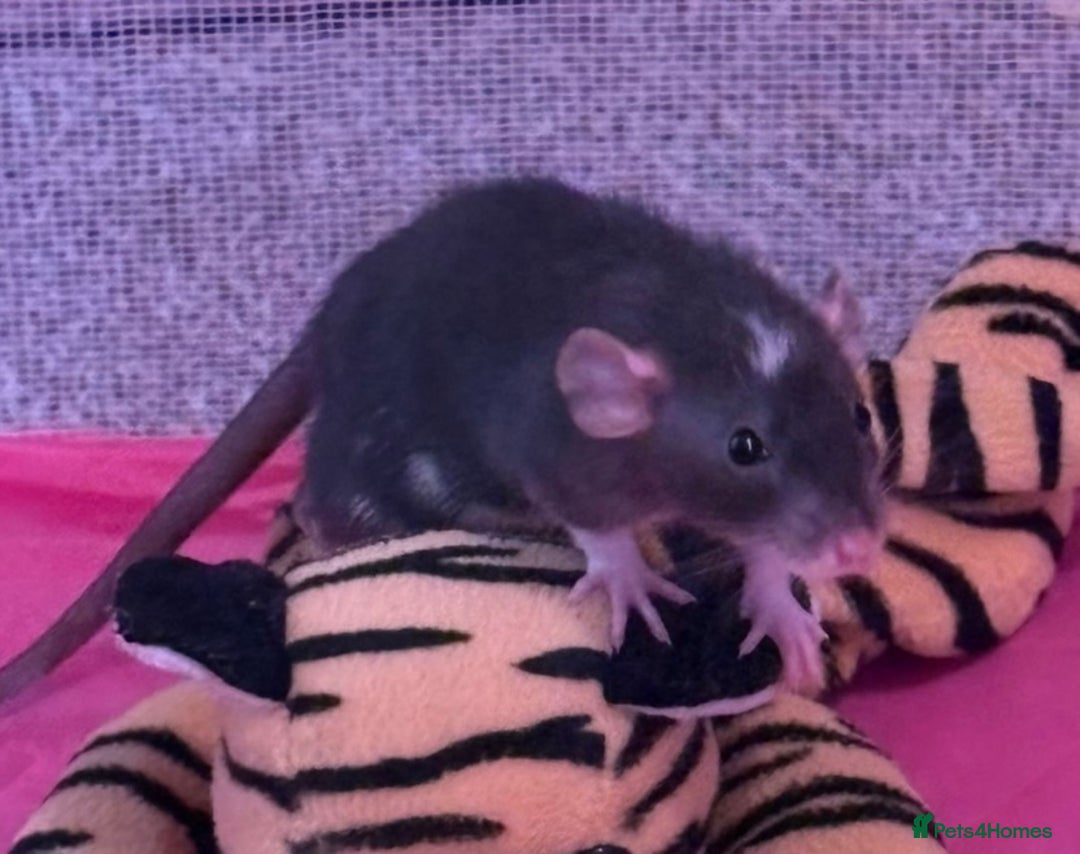 Rat rodents for sale: 3 adorable male Dumbo Rats - Image 3