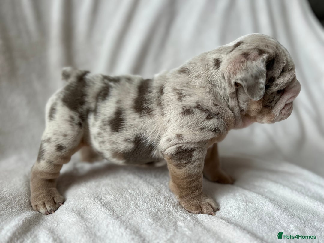 English Bulldog dogs for sale: LAST BOY ENGLISH BULLDOG PUP in South Ockendon - Image 6