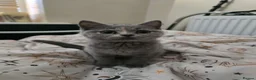 British Shorthair cats for sale: British short hair TICA registered. in London - Advert 2