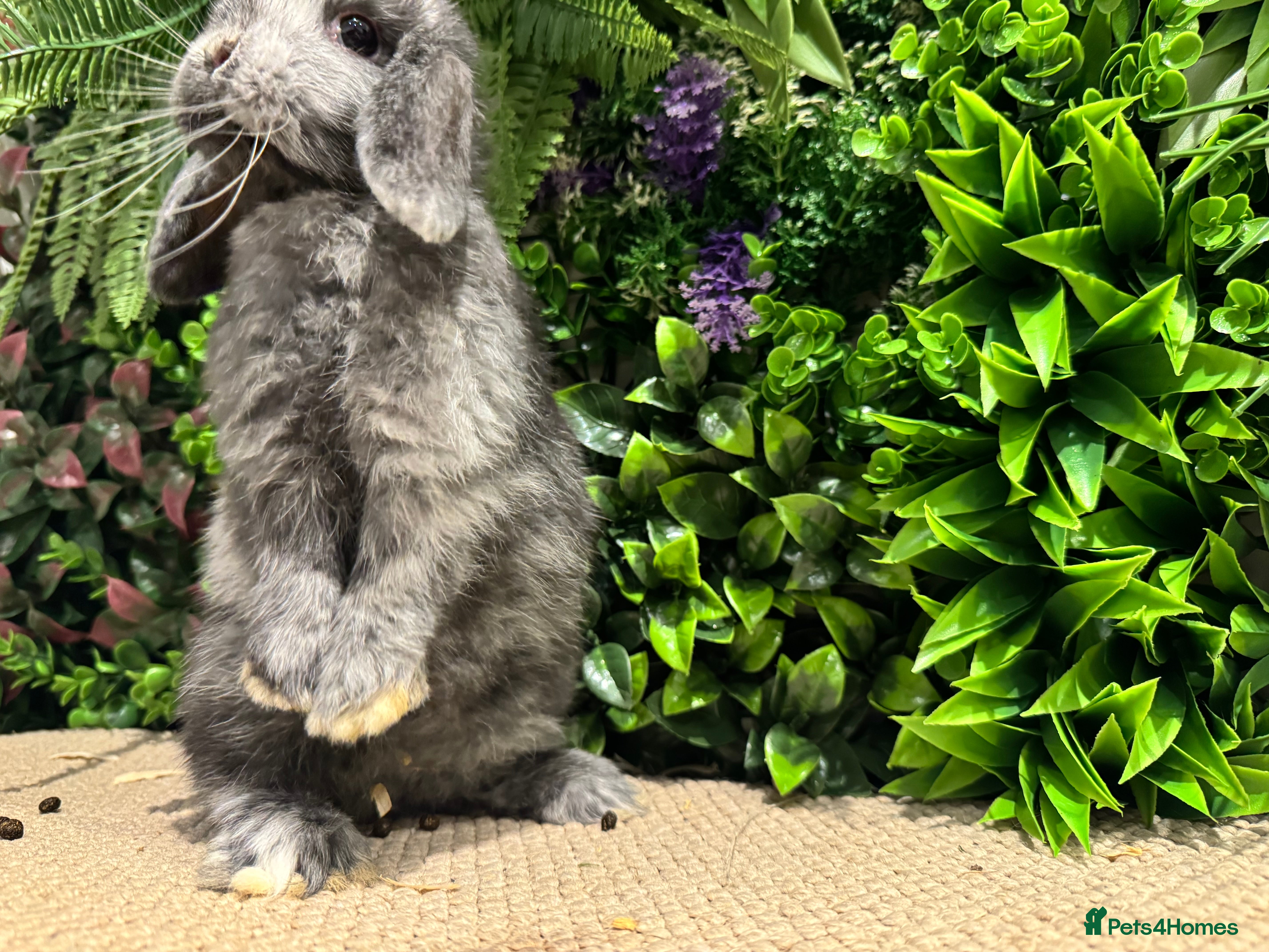 Mini Lop rabbits Mini lops 1 boy left ready to go  - Advert 2