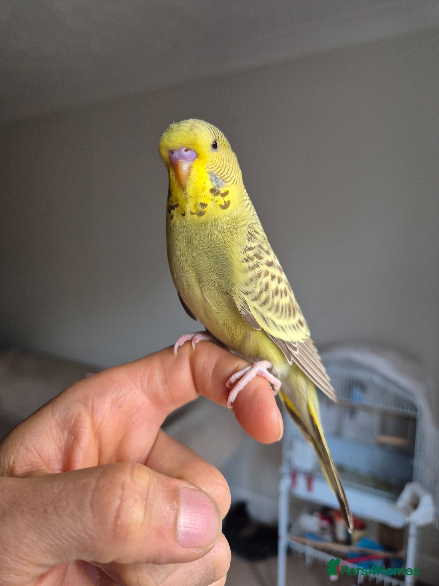 Budgerigars birds Tamed budgies  - Advert 2