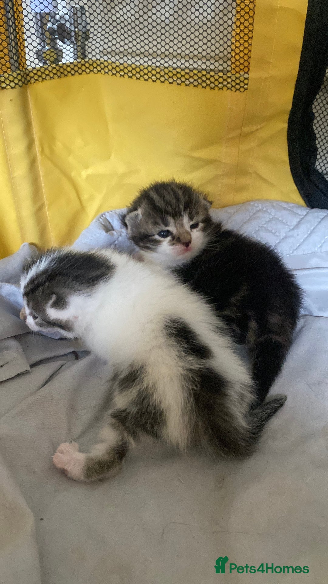 British Shorthair cats for sale: 4 kittens for sale  - Image 6
