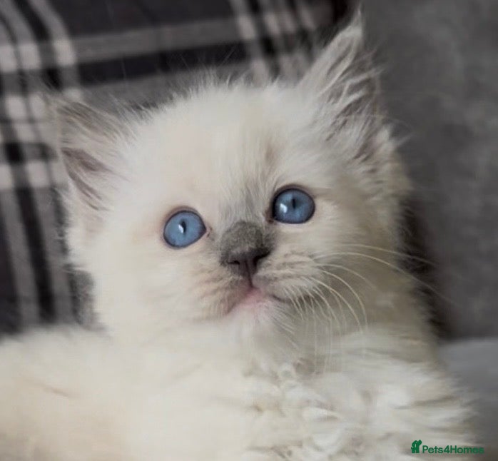 Ragdoll cats Stunning blue mitted male Ragdoll kitten left - Advert 6