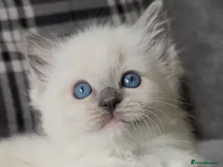 Ragdoll cats Stunning blue mitted male Ragdoll kitten left - Advert 6