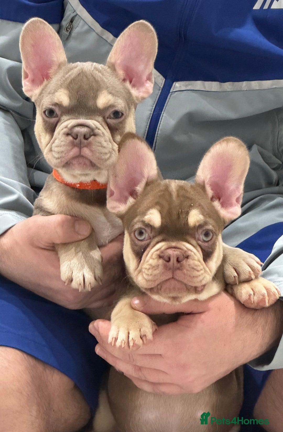 French Bulldog dogs for sale: French bulldog  - Advert 5