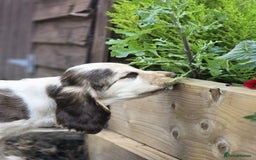Cocker Spaniel dogs for sale: Last girl Ready fully vaccinated  - Image 4