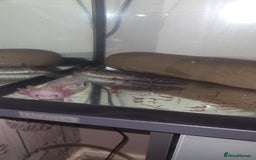 Axolotl reptiles for sale: 2 Axolotl  - Image 13