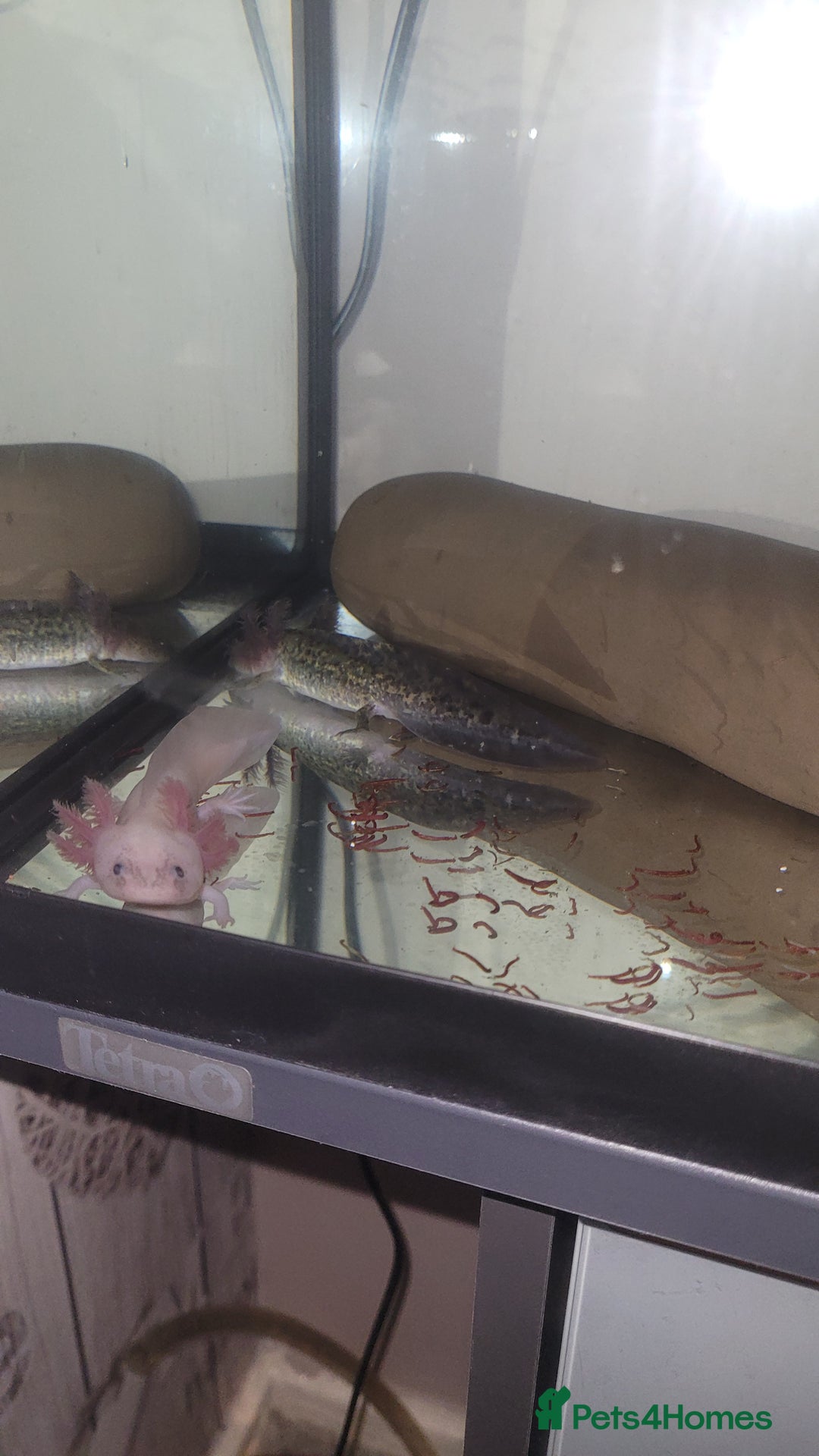 Axolotl reptiles for sale: 2 Axolotl  - Image 13