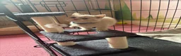 British Shorthair cats for sale: British Short Hair kittens for sale READY TO GO - Advert 18