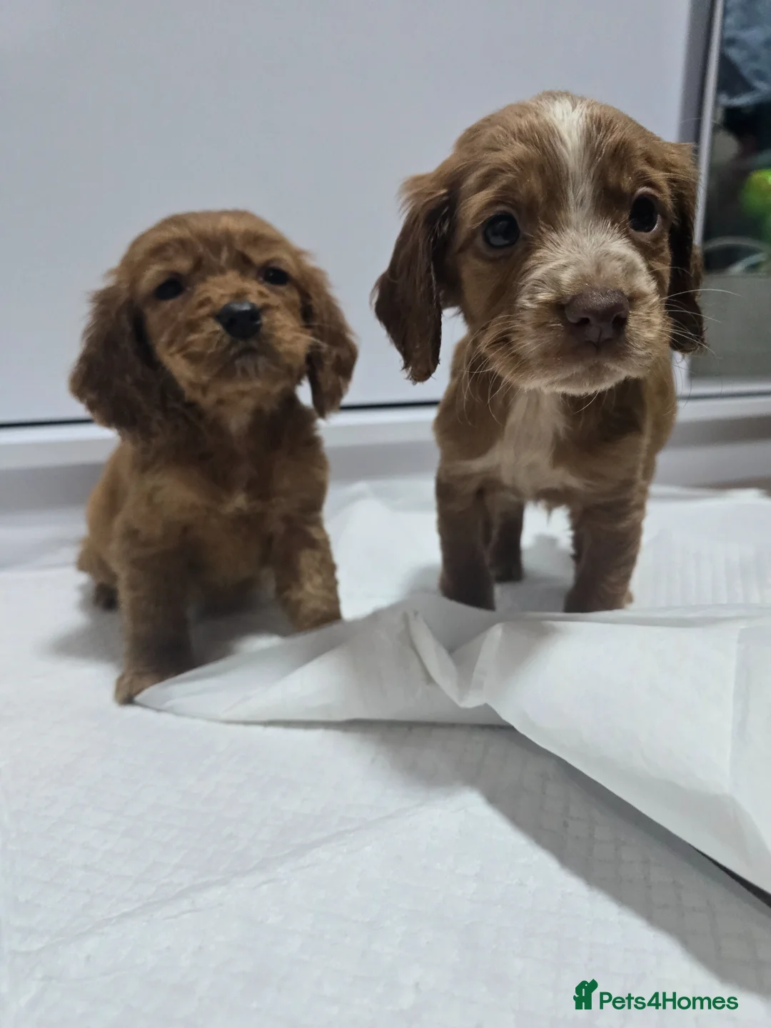Cavapoo dogs for sale: Cavapoo puppies  in Romford - Advert 2