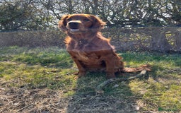 Irish Setter dogs for sale: Rare Golden Irish litter - Image 26