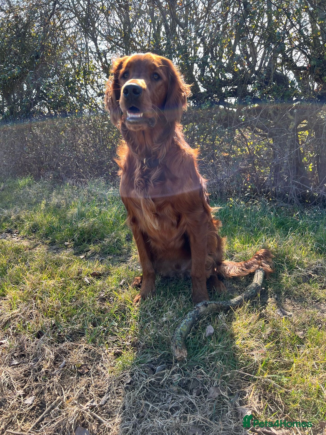 Irish Setter dogs for sale: Rare Golden Irish litter - Image 26