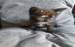 Mixed Breed cats for sale: I have 4 kittens  - Image 13