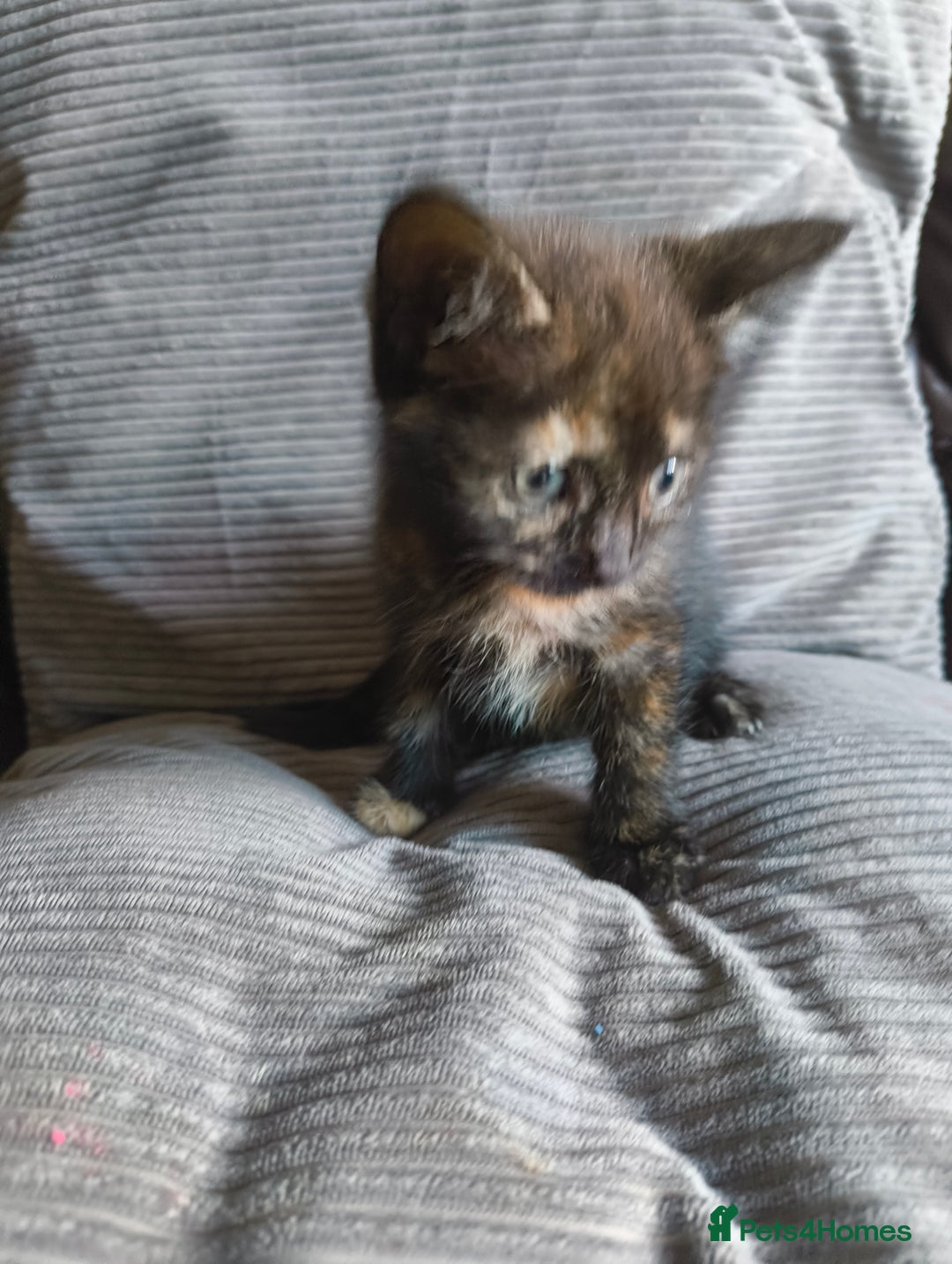 Mixed Breed cats for sale: I have 4 kittens  - Image 13