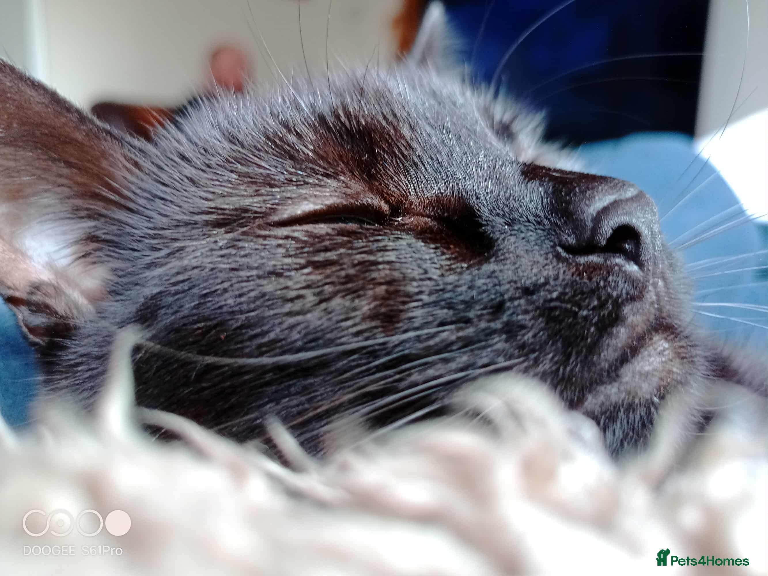 Mixed Breed cats Moggy need a new home - Advert 5